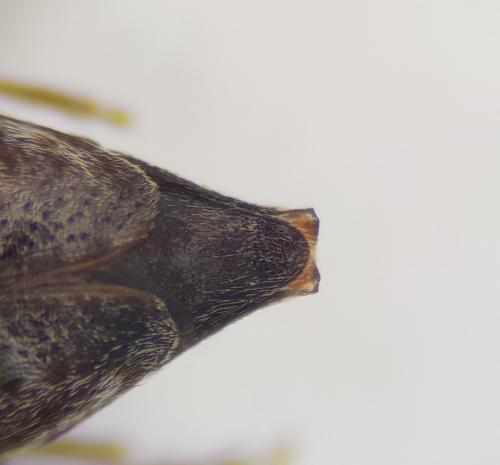 Réf. 243 440 : Leiopus sp.